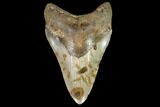 Fossil Megalodon Tooth - North Carolina #108885-1